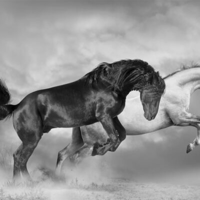 پوستر دیواری اسب فروشگاه قلعه کاغذ دیواری