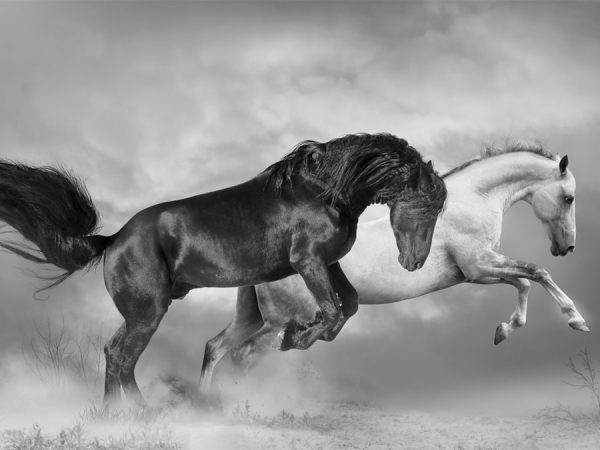 پوستر دیواری اسب فروشگاه قلعه کاغذ دیواری